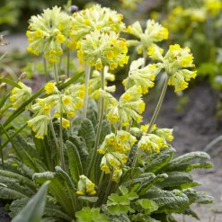 Primevère officinale Coucou - Le jaune qui lance le printemps