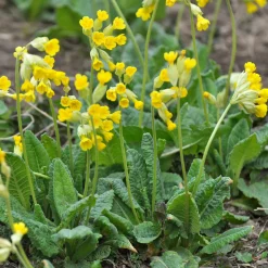 Primevère officinale Coucou - Le jaune qui lance le printemps