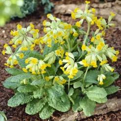 Primevère officinale Coucou - Le jaune qui lance le printemps
