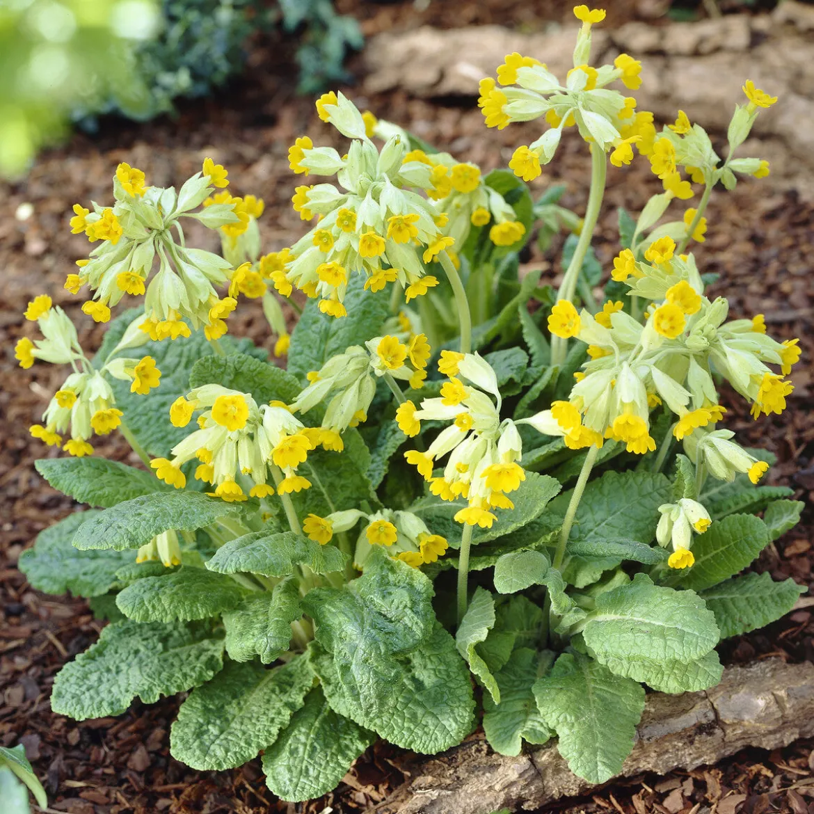 Primevère officinale Coucou - Le jaune qui lance le printemps