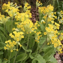 Primevère officinale Coucou - Le jaune qui lance le printemps