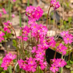 Primevère rose - Le rose des berges au printemps