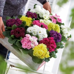 3 Primevères Double Princess en mélange - Fleurs doubles dès l'hiver