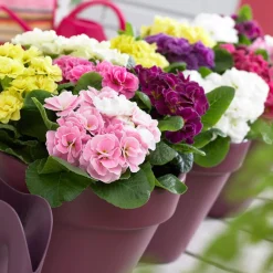 3 Primevères Double Princess en mélange - Fleurs doubles dès l'hiver