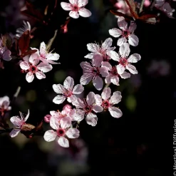Prunier à fleurs - Feuillage pourpre tout l'été
