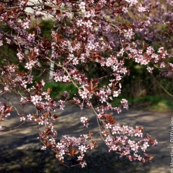 Prunier à fleurs - Feuillage pourpre tout l'été