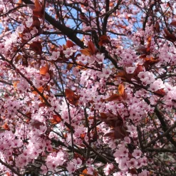 Prunier à fleurs - Feuillage pourpre tout l'été