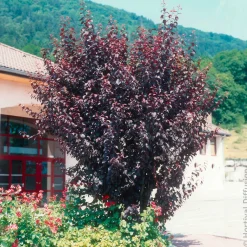 Prunier à fleurs - Feuillage pourpre tout l'été