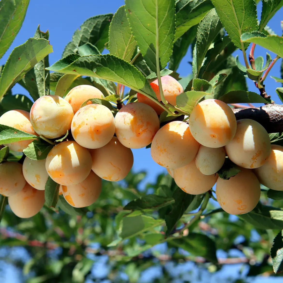 Prunier Mirabelle de Nancy - Des mirabelles maison sans effort