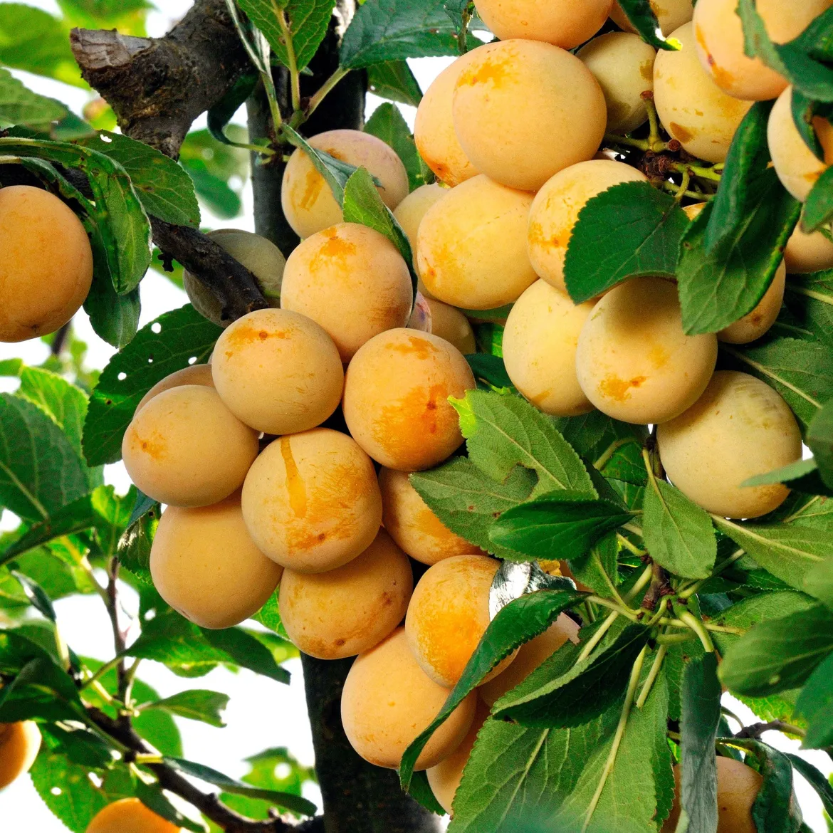 Prunier Mirabelle de Nancy - Des mirabelles maison sans effort