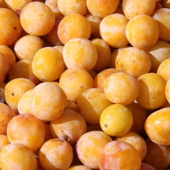 Prunier Mirabelle de Nancy - Des mirabelles maison sans effort