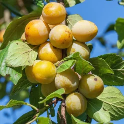 Prunier Mirabelle de Nancy - Des mirabelles maison sans effort
