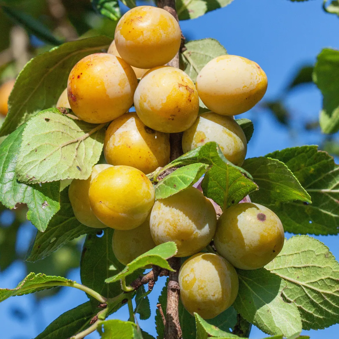 Prunier Mirabelle de Nancy - Des mirabelles maison sans effort