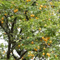 Prunier Mirabelle de Nancy - Des mirabelles maison sans effort