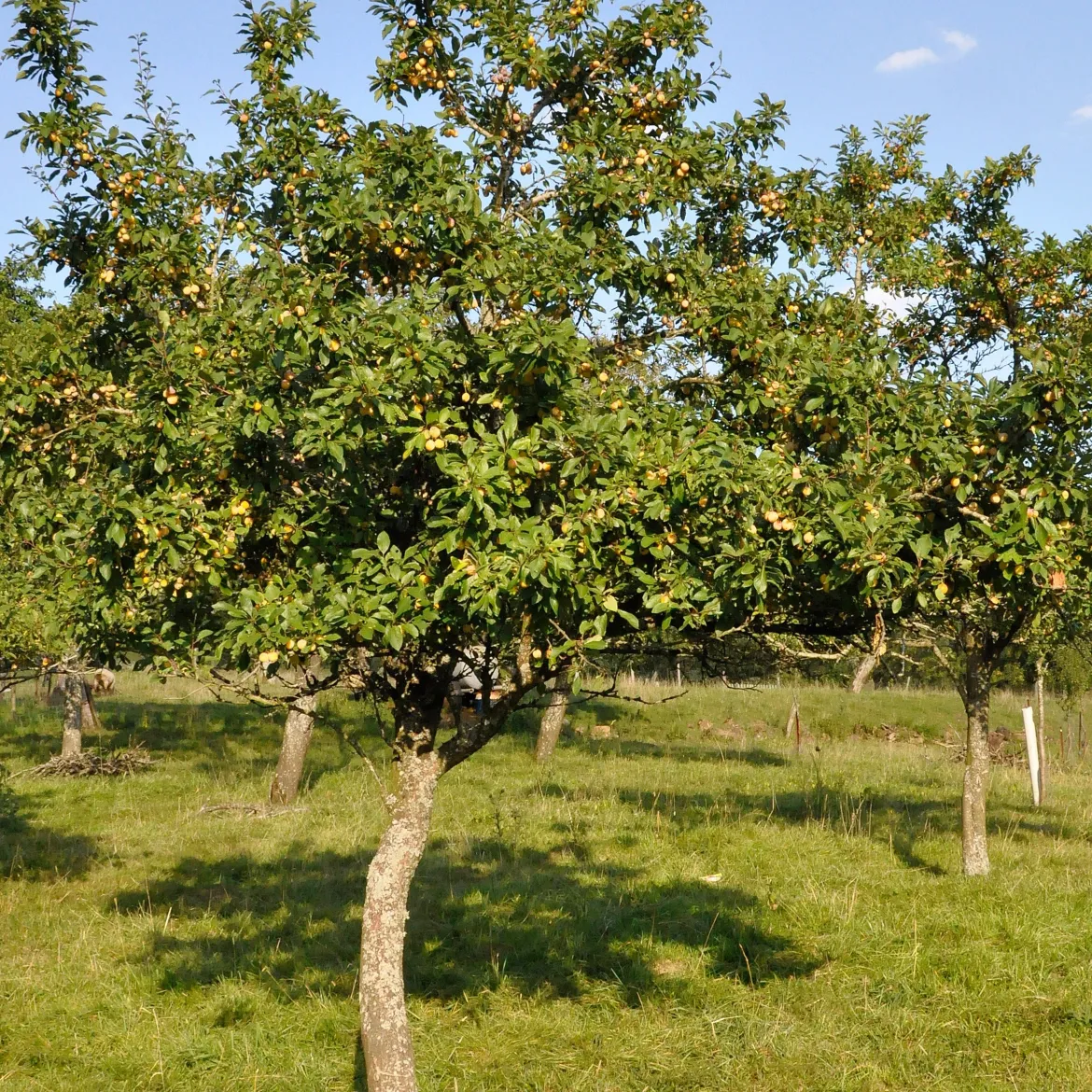 Prunier Mirabelle de Nancy - Des mirabelles maison sans effort
