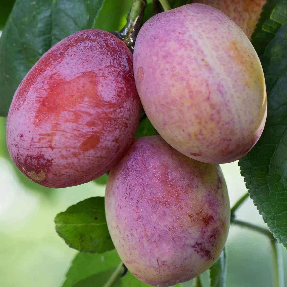 Prunier Opal - Des prunes dès le 1er arbre