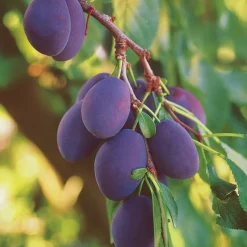 Prunier Quetsche d'Alsace - Des quetsches maison chaque été