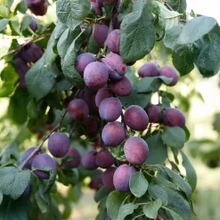 Prunier Reine Claude d'Althan - Des prunes juteuses sans effort