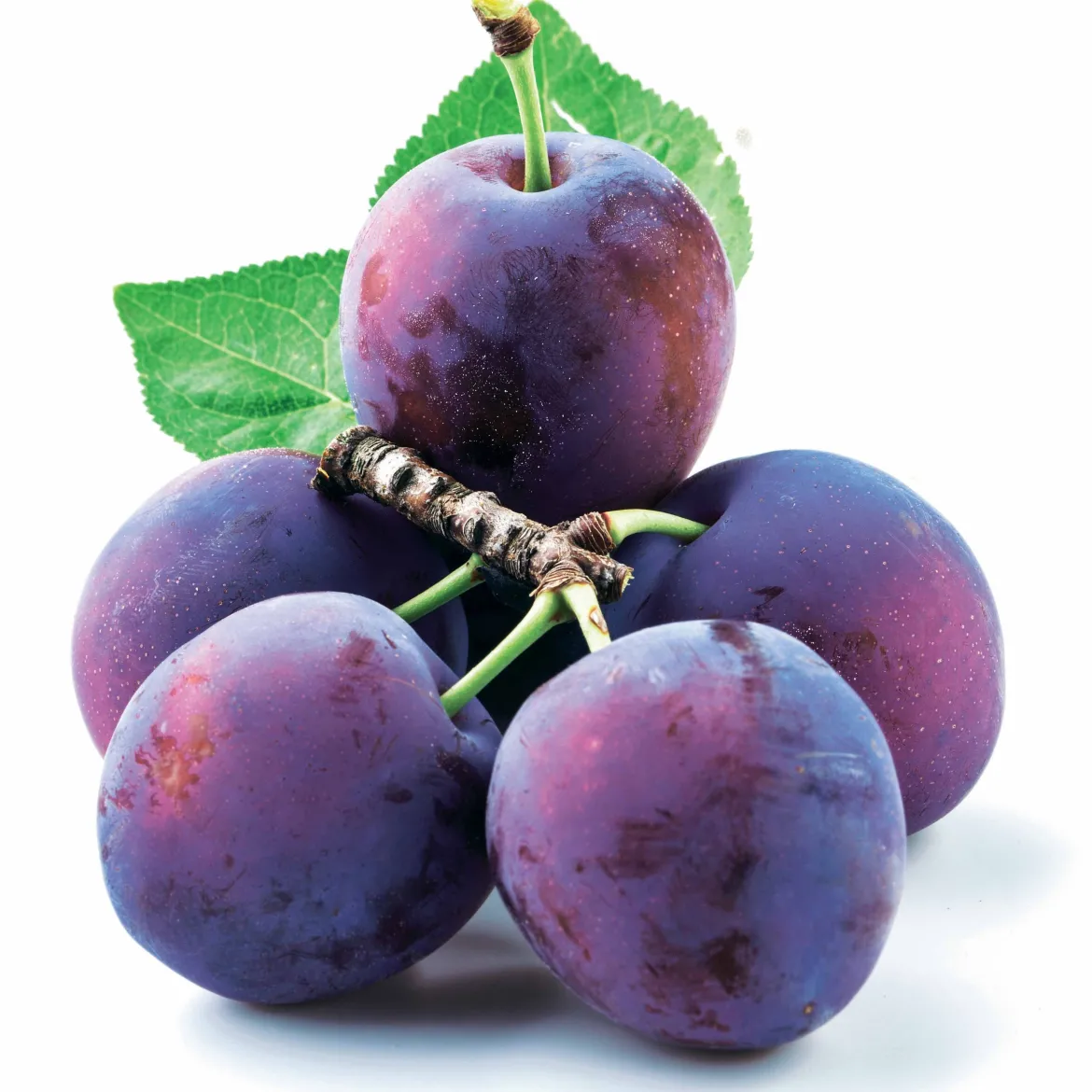 Prunier Reine Claude d'Althan - Des prunes juteuses sans effort
