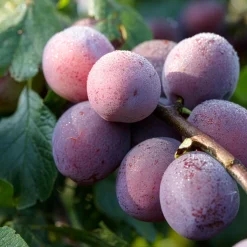 Prunier Reine Claude d'Althan - Des prunes juteuses sans effort