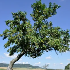 Prunier Reine-Claude d’Oullins - Des prunes dorées sans effort