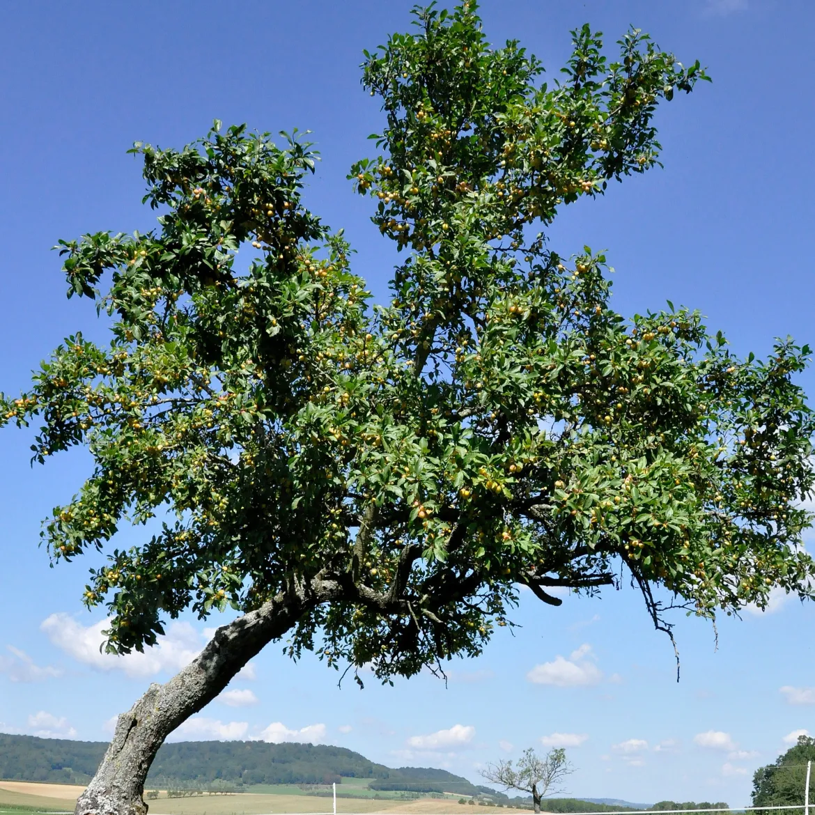 Prunier Reine-Claude d’Oullins - Des prunes dorées sans effort