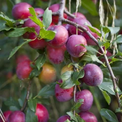 Prunier 'Victoria' - Des prunes maison sans effort
