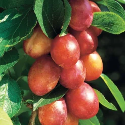 Prunier 'Victoria' - Des prunes maison sans effort