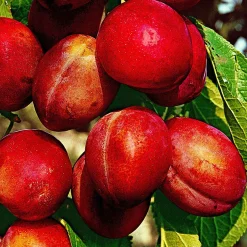Prunier 'Victoria' - Des prunes maison sans effort