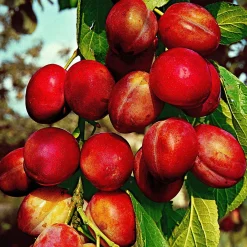 Prunier 'Victoria' - Des prunes maison sans effort