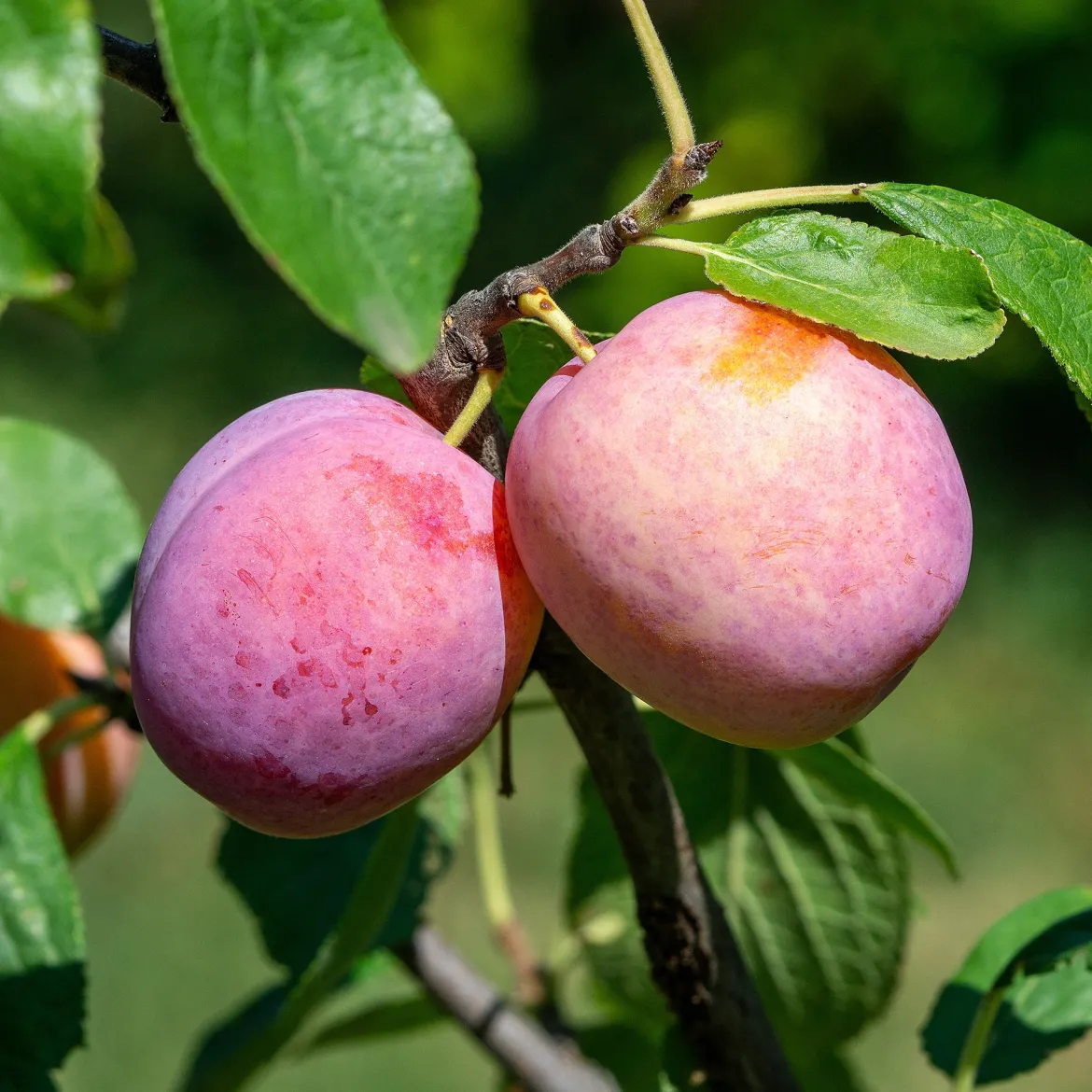 Prunier Victoria - Des prunes sucrées sans effort
