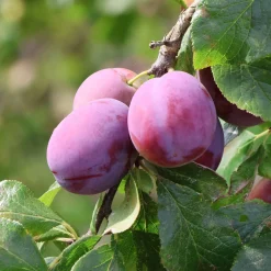 Prunier Victoria - Des prunes sucrées sans effort