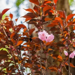 Prunus Royal Burgundy - Feuillage pourpre, fleurs roses