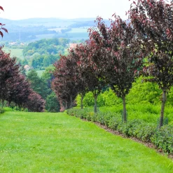 Prunus Royal Burgundy - Feuillage pourpre, fleurs roses