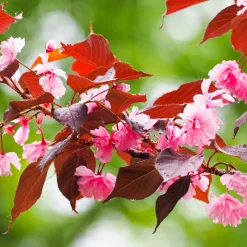 Prunus Royal Burgundy - Feuillage pourpre, fleurs roses
