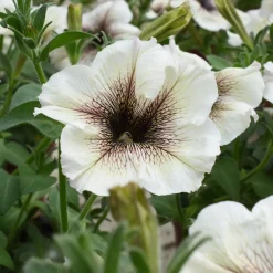Pétunia à cœur marron - Un balcon fleuri sans effort