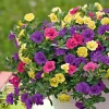 3 Pétunias à clochettes doubles en mélange - Cascade de fleurs tout l'été
