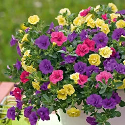 3 Pétunias à clochettes doubles en mélange - Cascade de fleurs tout l'été