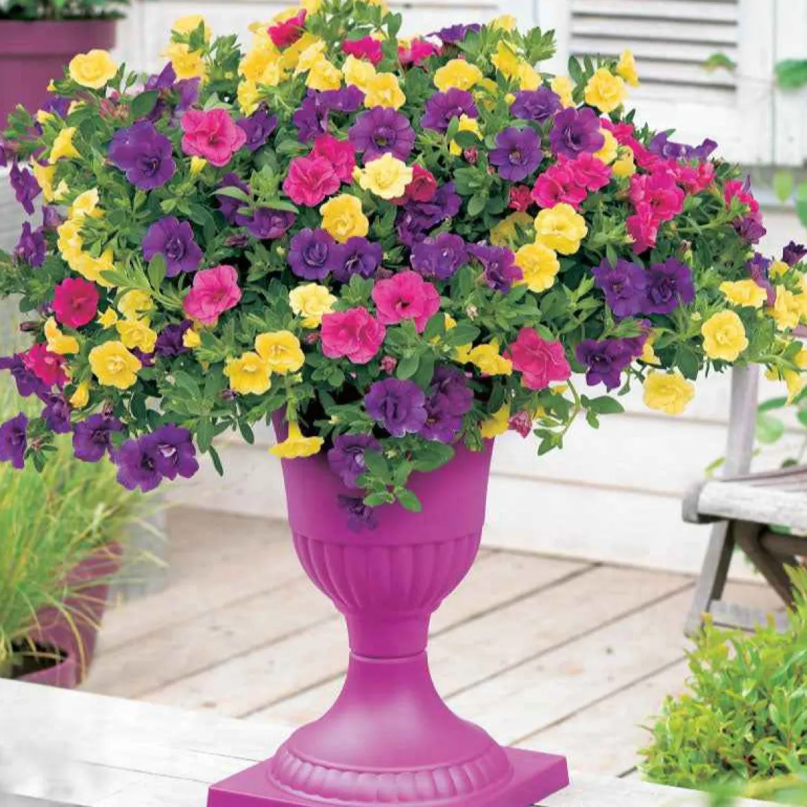 3 Pétunias à clochettes doubles en mélange - Cascade de fleurs tout l'été