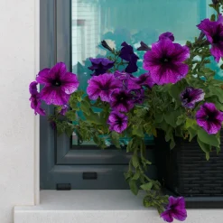3 Pétunias Cosmic bicolor - Des fleurs qui durent tout l'été