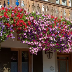 3 Pétunias des Alpes en mélange - Cascade de fleurs tout l'été