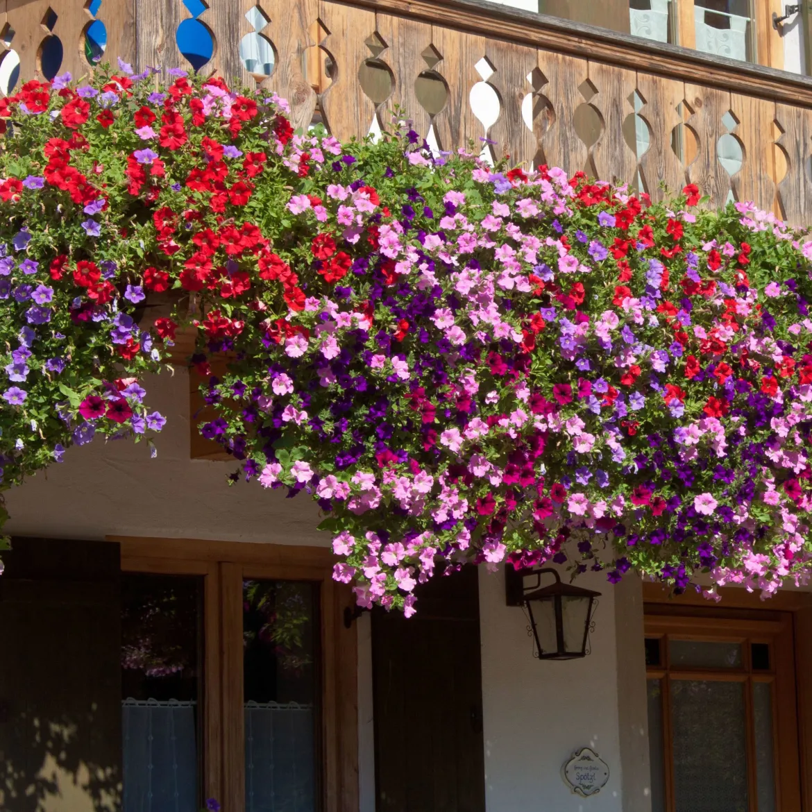3 Pétunias des Alpes en mélange - Cascade de fleurs tout l'été