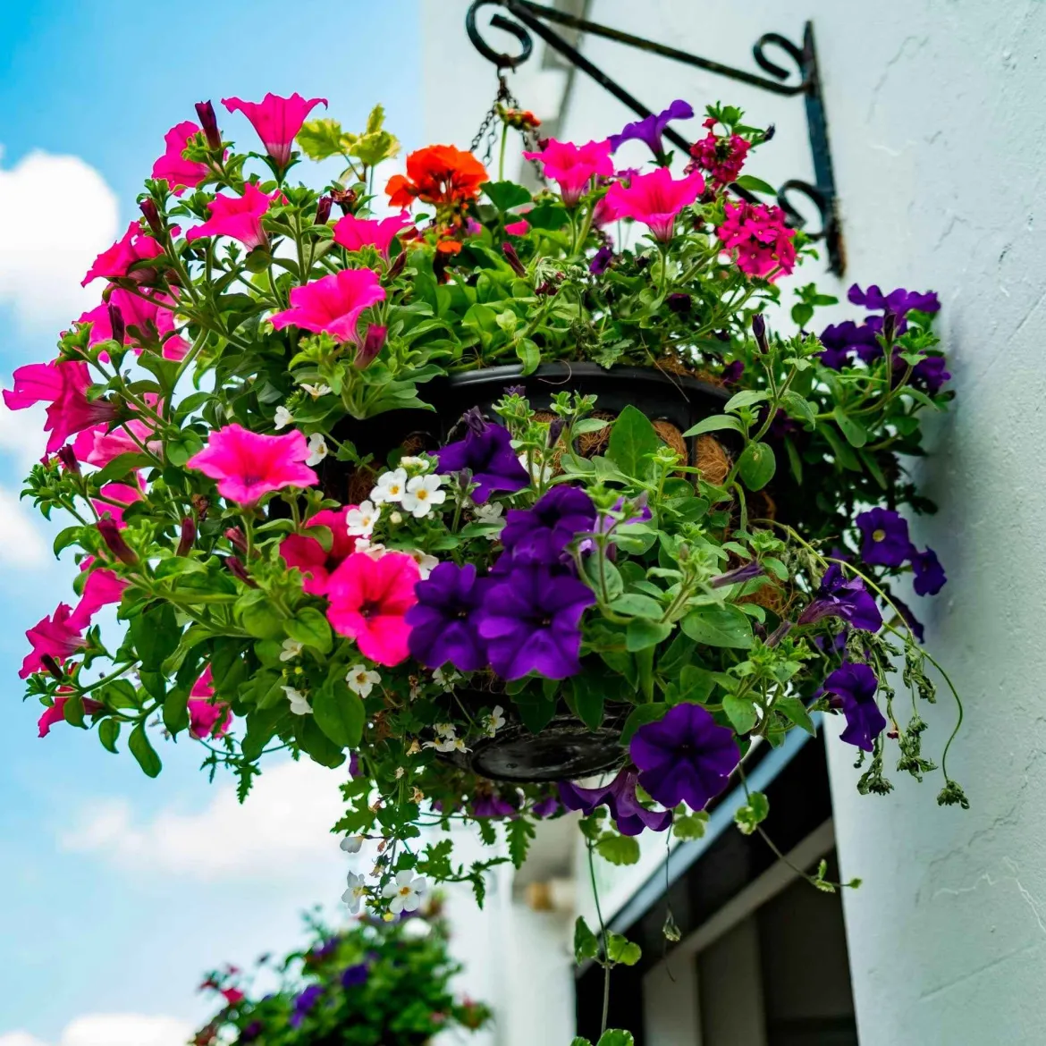 3 Pétunias des Alpes en mélange - Cascade de fleurs tout l'été