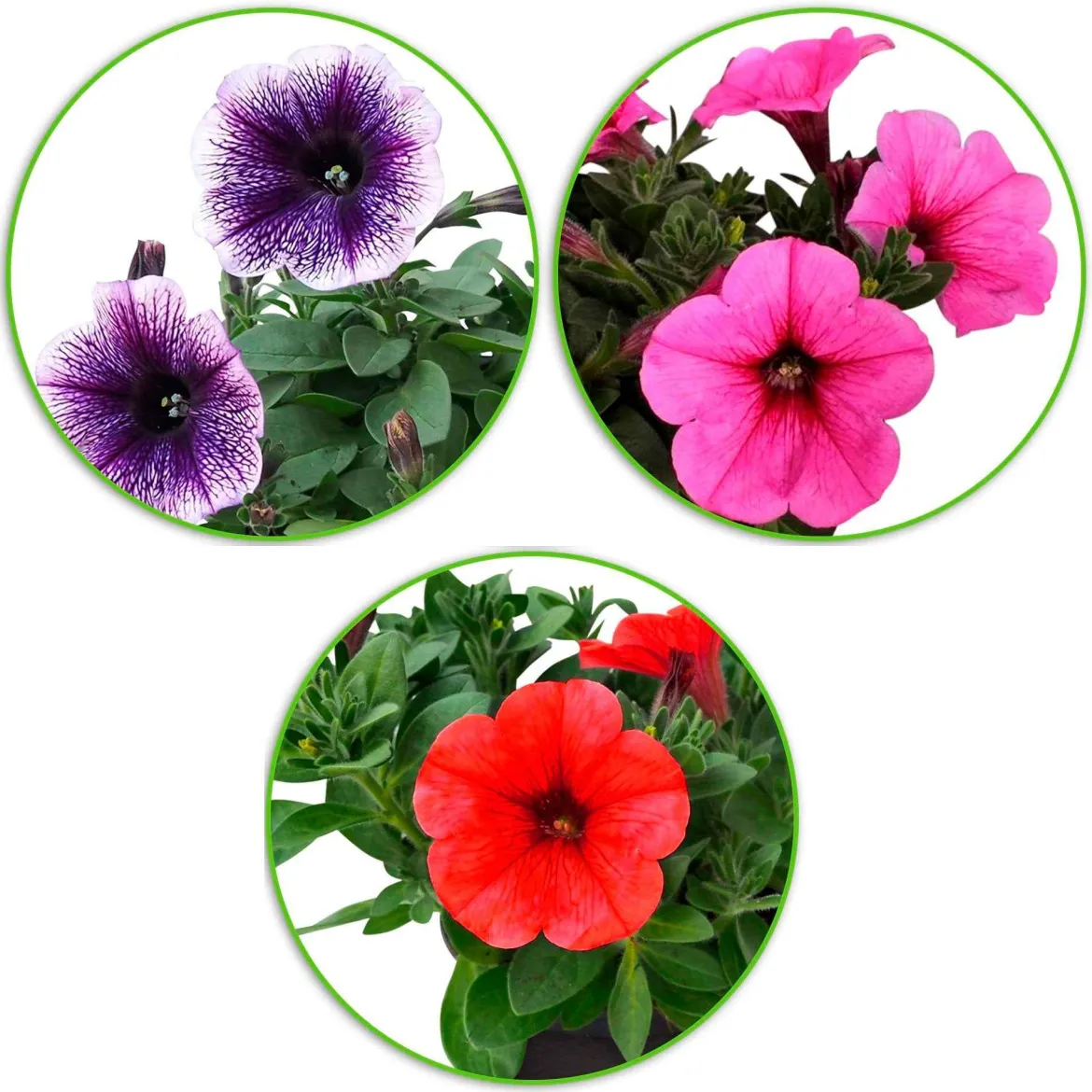 3 Pétunias des Alpes en mélange - Cascade de fleurs tout l'été