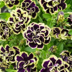 3 Pétunias fleur double noir/jaune - Le noir qui change tout