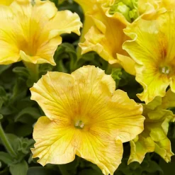 3 Pétunias géants jaunes - Des fleurs jaunes XXL tout l'été