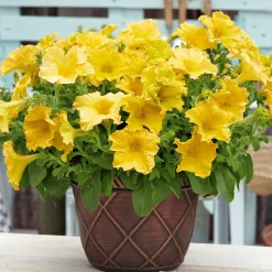 3 Pétunias géants jaunes - Des fleurs jaunes XXL tout l'été