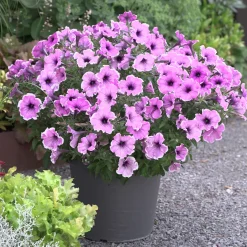 3 Pétunias Lavender Blush - Cascades violettes tout l'été