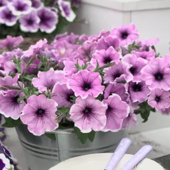 3 Pétunias Lavender Blush - Cascades violettes tout l'été