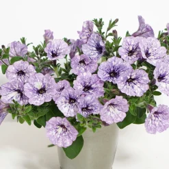 3 Pétunias Lavender Sky - Cascade violette tout l'été